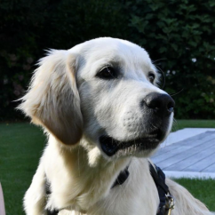 Koda 3.PNG