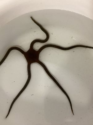 IMG_0087.jpeg