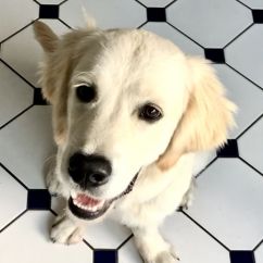 Koda 4.jpg